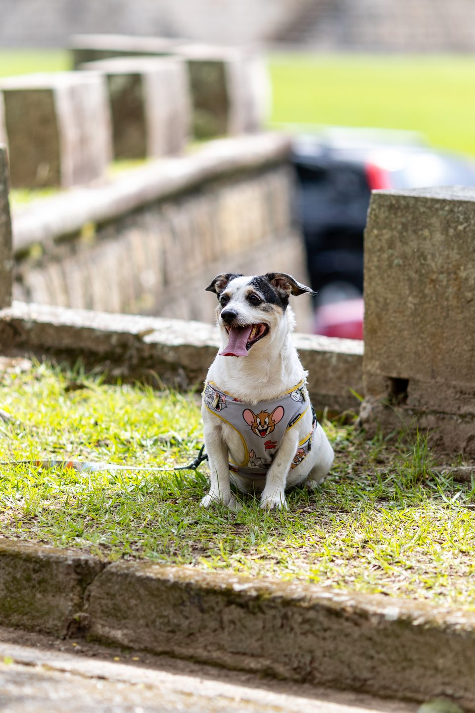 Cachorro de peitoral sentado na grama do Instituto da Costela, que é pet friendly